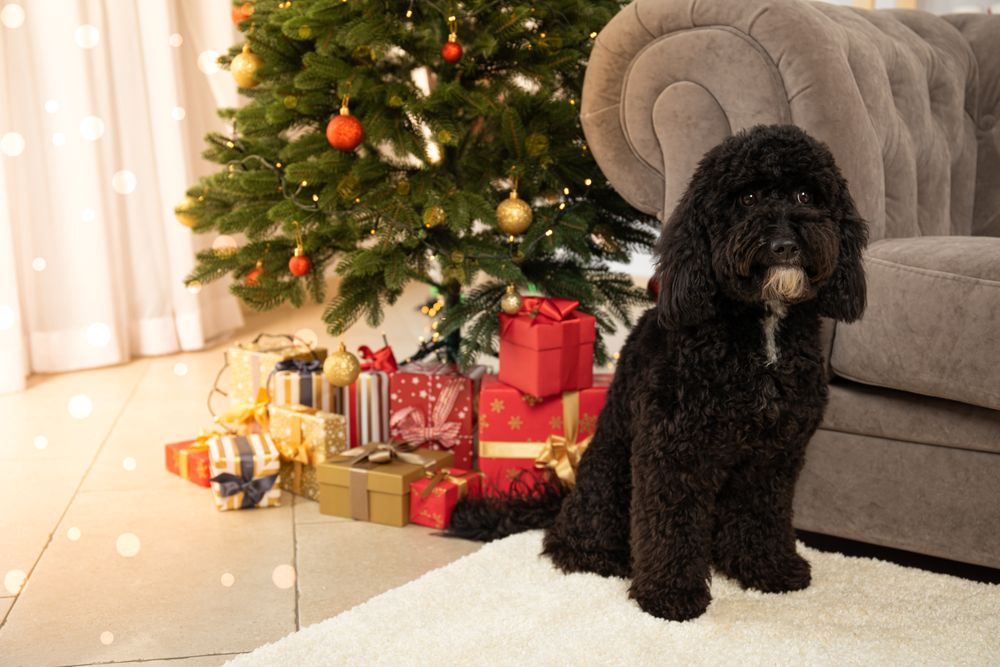 Concept of Merry Christmas, Christmas dog, space for text