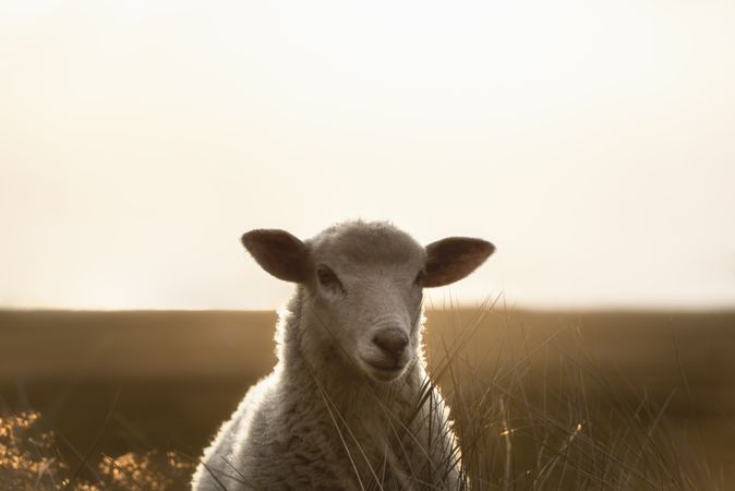 Beautiful sheep portrait in sunlight