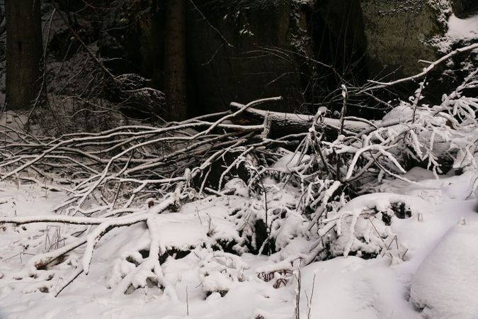Winter forest with snowy trees
