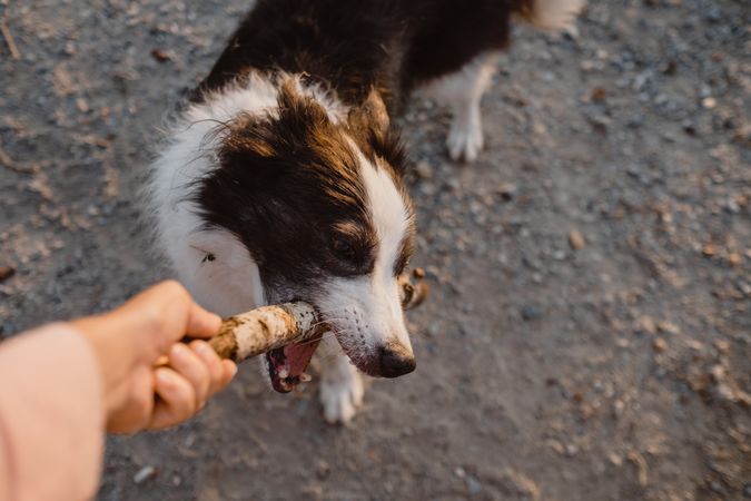 Faceless person having fun with senior Border Collie on road