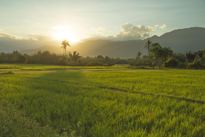 Beautiful rice fields at sunset, Bada Valley, island of Sulawesi, Indonesia