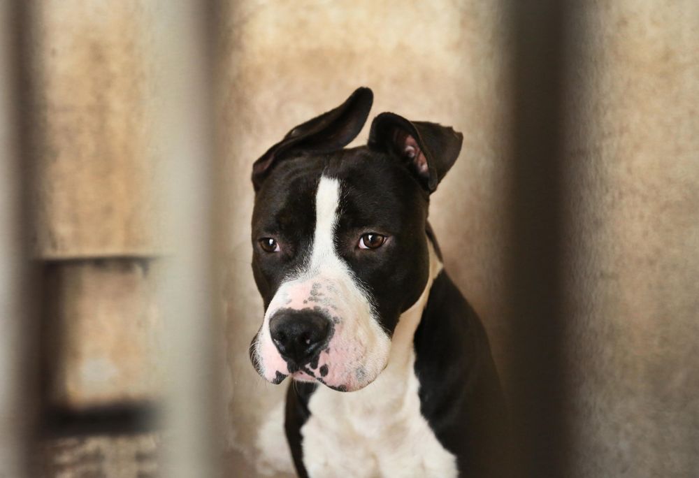 Portrait of American bulldog