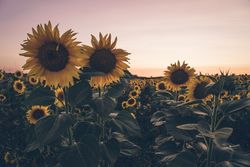 Sunflowers on background of blue sky