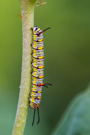A caterpillar of the Plain Tiger Butterfly on a branch at a forest area in Mumbai, India