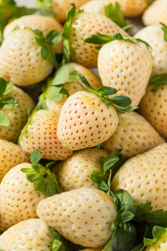 Organic Raw Pineberry Strawberry