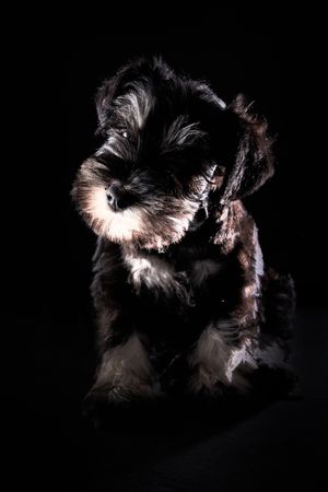 Cute purebred Schnauzer dog in studio