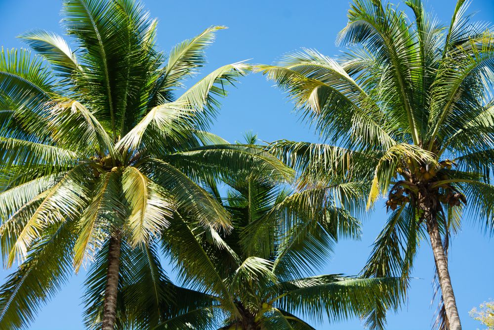 Coconut Palm Trees, Beautiful Tropical Background, Summer Concept.