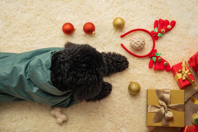 Concept of Merry Christmas, funny Christmas dog