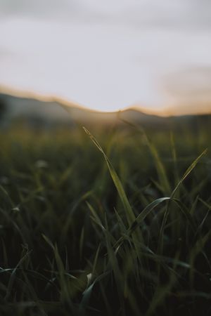 Green fresh plant on field