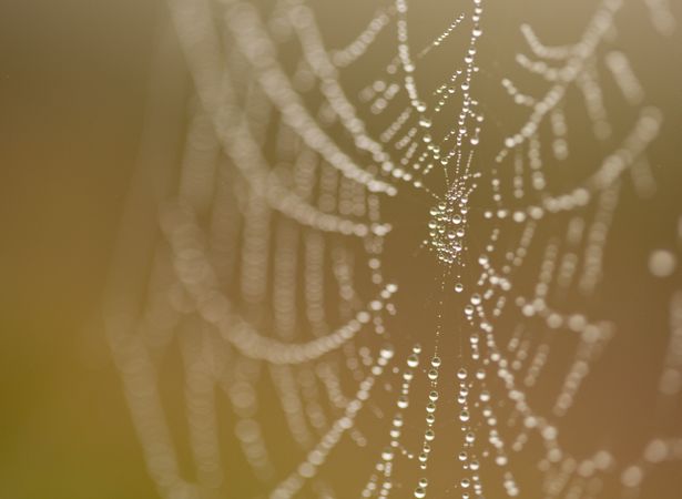 Wet Spider Web in The Morning Mist