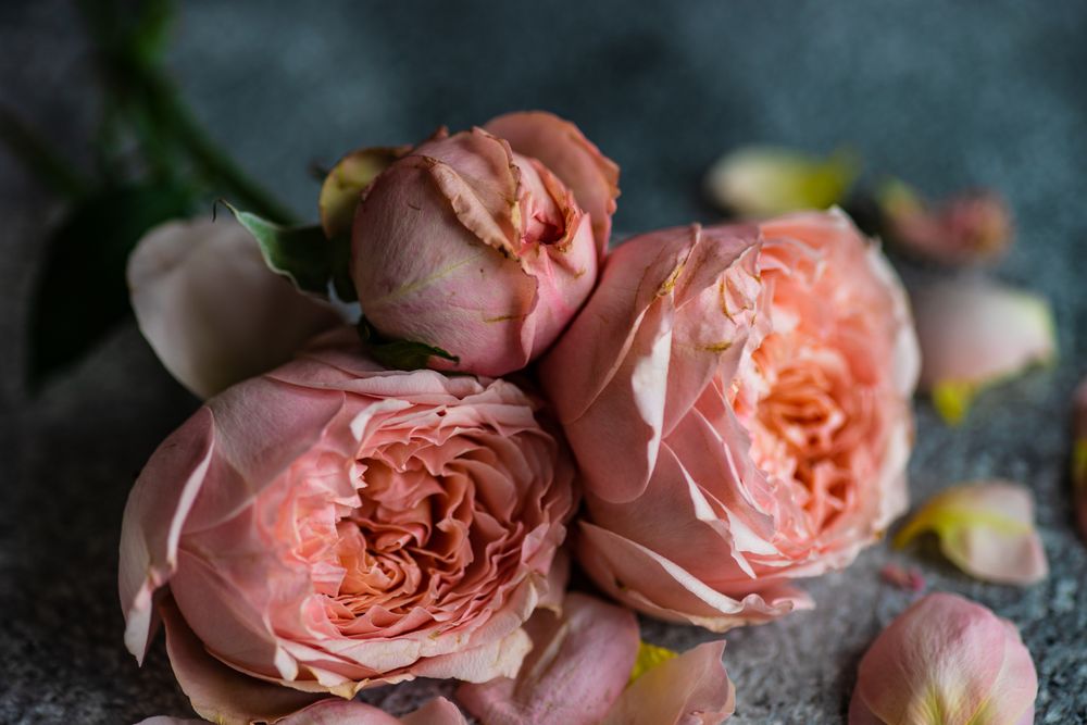 Close up of fresh pink roses