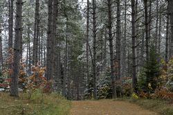Savanna Lake Road in Savanna Portage State Park in McGregor, Minnesota