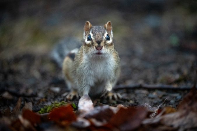 A chipmunk in Aitkin County, Minnesota