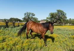 Horse in a meadow in the Lyndon B. Johnson National Historical Park in Johnson City, Texas O48wq5