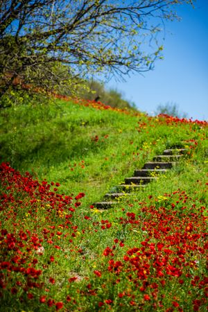 Red poppy flowers in a meadow with steps