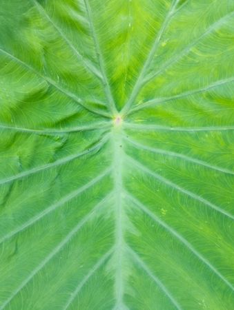 Close up photo of green taro leaves