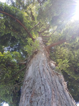 Tall Redwood tree on a sunny day