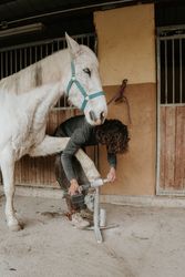 Anonymous farrier measuring horse hoof