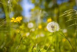 Close up of dandelion and blades of grass