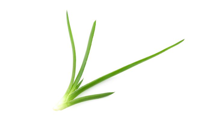 Aloe vera plant isolated on plain background. Natural treatment