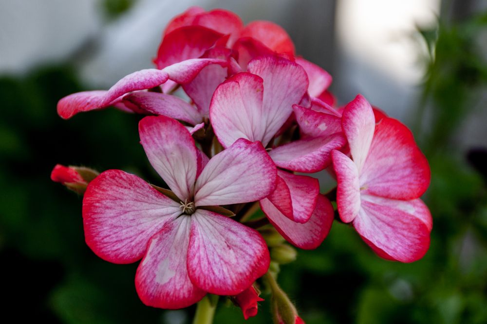 Delicate pink flowers