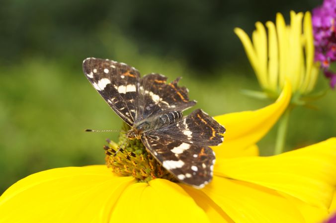 Butterfly on yellow flower