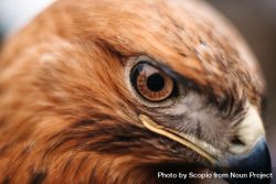 Eagle in close up 41YGg4