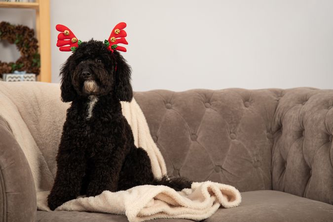 Concept of Merry Christmas, funny Christmas dog