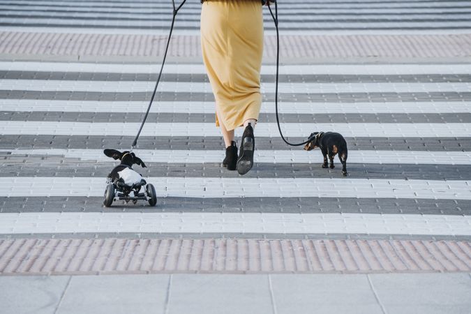 Woman walking with dogs and pet with wheelchair on street