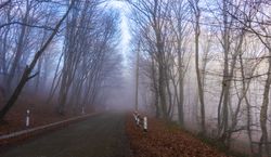 Fog in the forest at daybreak