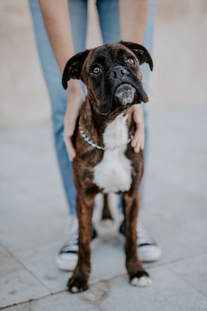 Playful cute dog standing with human support
