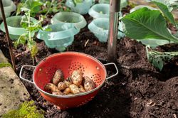 fresh organic potatoes in garden