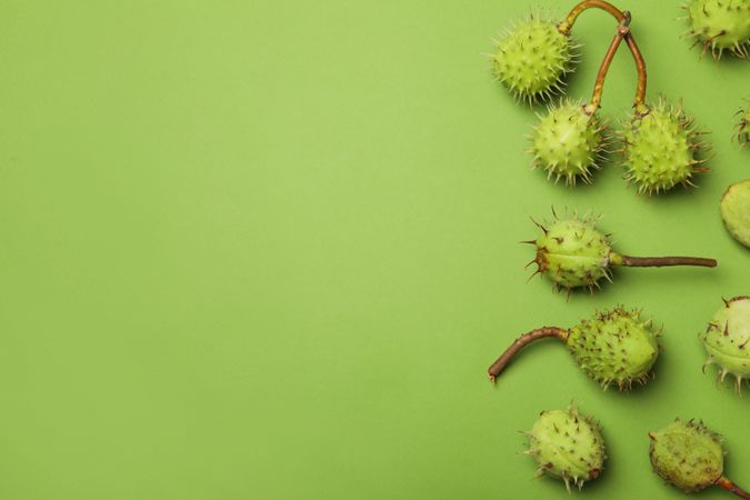 Fresh and ripe chestnuts, space for text