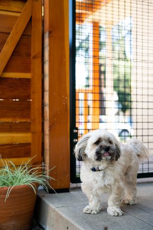 Shih-tzu dog in front of gate