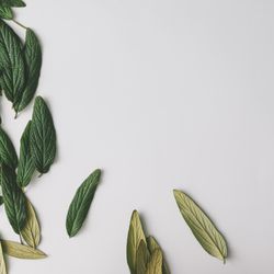 Green leaves bordering light background