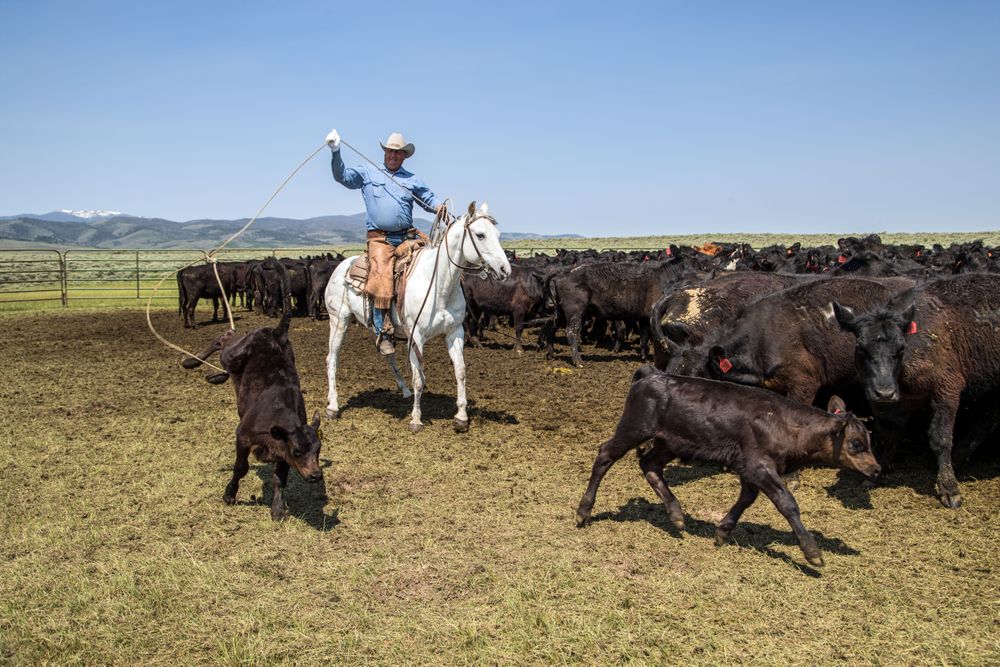A calf snagged for branding at Big Creek Ranch, a Carbon County, Wyoming