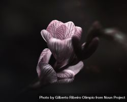 Small delicate pink flower on dark background 4M1Vk4