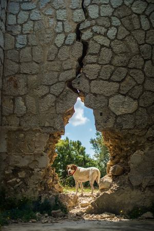 Dog behind breach in old wall