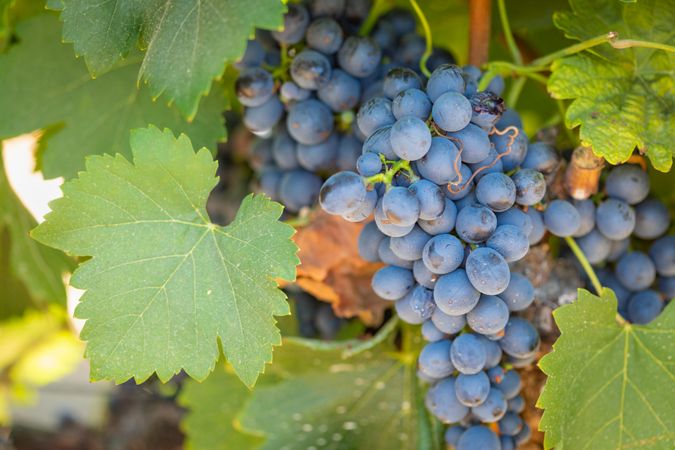 Vineyard with Lush, Ripe Wine Grapes on the Vine Ready for Harvest