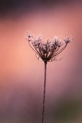 Side view of dried delicate flower buds with web
