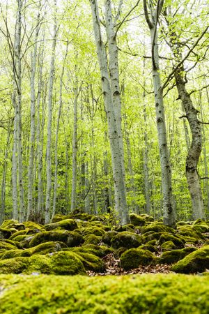 Deep forest with tall trees covered by moss
