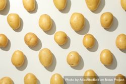Rows of small potatoes with shadow 0V7dG5