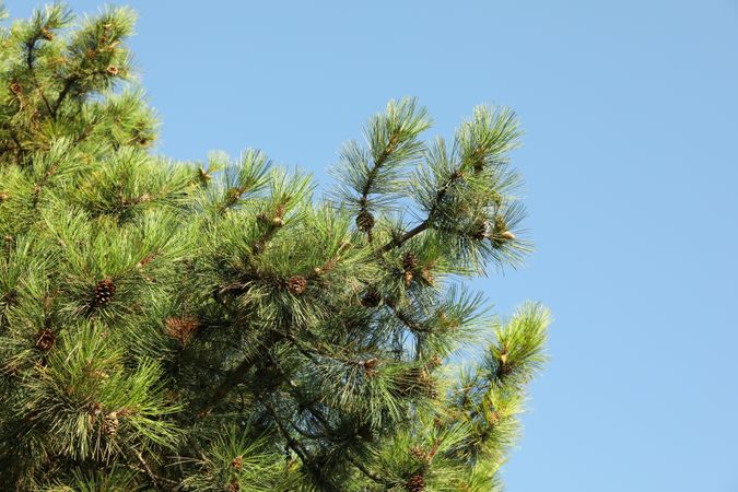 Beautiful pine tree against clear blue sky