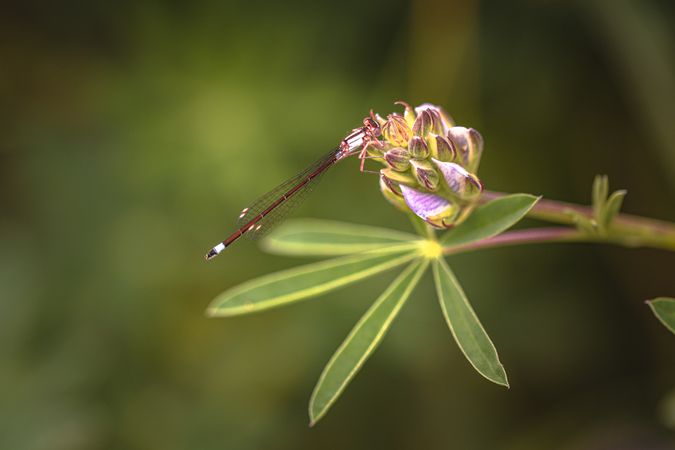 Side view of small long insect in flower