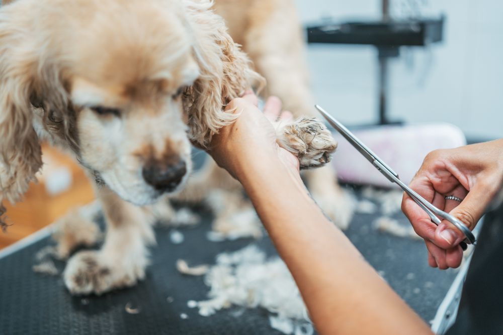 groomer shaving happy dog