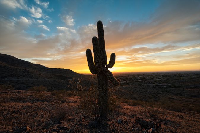 Cactus in deserted valley on sunset