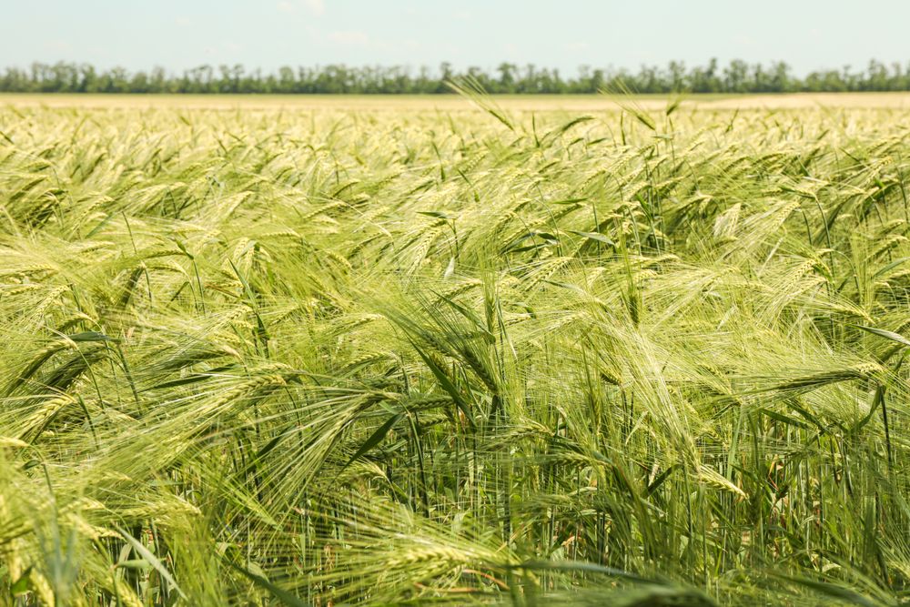 Green barley field against sky, space for text. Agriculture