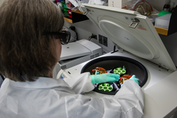 Female scientist shown working with stool samples