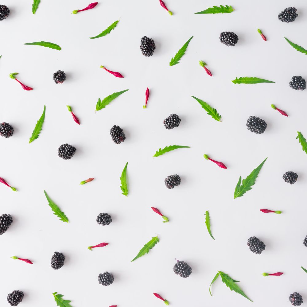 Pattern of blackberry fruit and leaves on light background