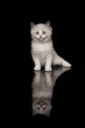 Cute ragdoll kitten with blue eyes looking at the camera sitting on a dark background with reflection